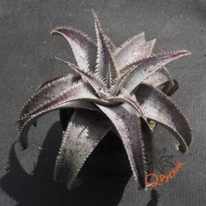Dyckia ML var estevesii Bill Baker Clone F1