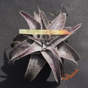 Dyckia ML var estevesii Bill Baker Clone F1