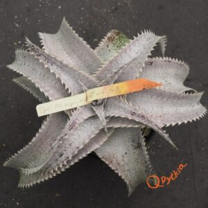 Dyckia ML Super Wide Leaf x HU-5