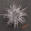 Dyckia Stone