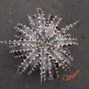 Dyckia Stone