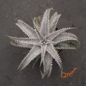 Dyckia ML Red Clone x Bangkok Star