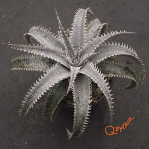 Dyckia ML Red Clone x Bangkok Star
