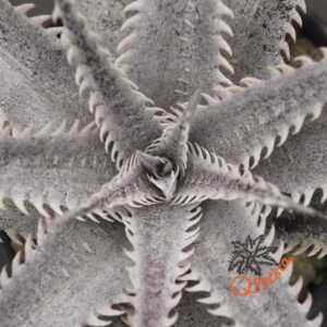 Dyckia ML Red Clone x Bangkok Star