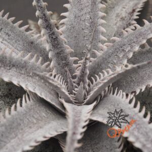 Dyckia ML Red Clone x Bangkok Star