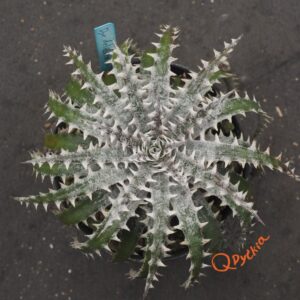 Dyckia delicata Type Form x Keswick