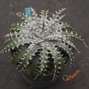 Dyckia delicata Type Form x Keswick