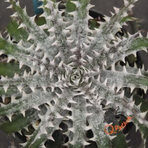 Dyckia delicata Type Form x Keswick