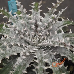 Dyckia delicata Type Form x Keswick