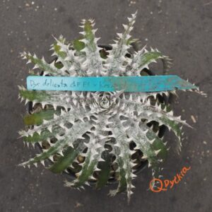Dyckia delicata Type Form x Keswick