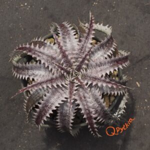 Dyckia (HU-5 x Bill Baker) x Red Lotus