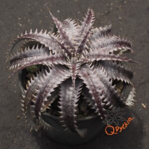 Dyckia (HU-5 x Bill Baker) x Red Lotus