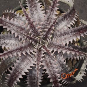 Dyckia (HU-5 x Bill Baker) x Red Lotus