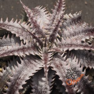 Dyckia (HU-5 x Bill Baker) x Red Lotus