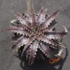 Dyckia (Baphomet Horns x Squid) X Brittle Star F3 D033