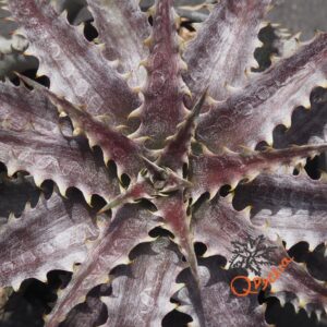 Dyckia (Baphomet Horns x Squid) X Brittle Star F3 D033
