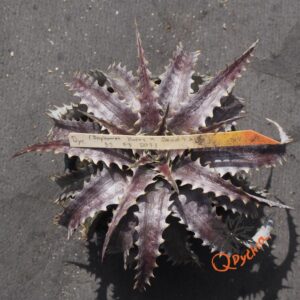 Dyckia (Baphomet Horns x Squid) X Brittle Star F3 D033