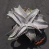 Dyckia ML Super Wide Leaf x HU-5