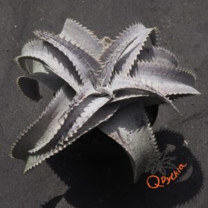 Dyckia ML Super Wide Leaf x HU-5