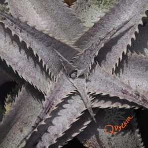 Dyckia ML Super Wide Leaf x HU-5