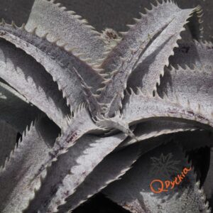 Dyckia ML Super Wide Leaf x HU-5