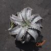 Dyckia (goehringii x Gray Ops) x Red Lotus