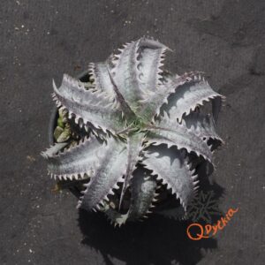 Dyckia (goehringii x Gray Ops) x Red Lotus