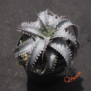 Dyckia (goehringii x Gray Ops) x Red Lotus