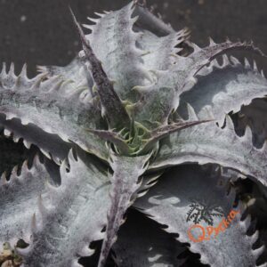 Dyckia (goehringii x Gray Ops) x Red Lotus