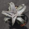 Dyckia ML Red Spines x ML Super Wide Leaf