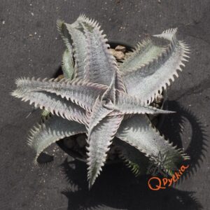 Dyckia ML Red Spines x ML Super Wide Leaf