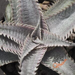 Dyckia ML Red Spines x ML Super Wide Leaf