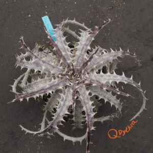 Dyckia ML Red Clone x goehringii New Form