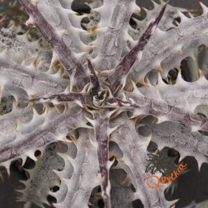 Dyckia ML Red Clone x goehringii New Form