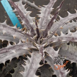 Dyckia ML Red Clone x goehringii New Form