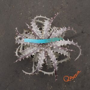 Dyckia ML Red Clone x goehringii New Form