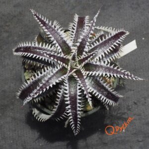 Dyckia Hybrid Tarzan x Bangkok Star