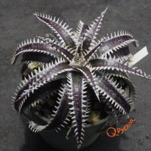 Dyckia Hybrid Tarzan x Bangkok Star