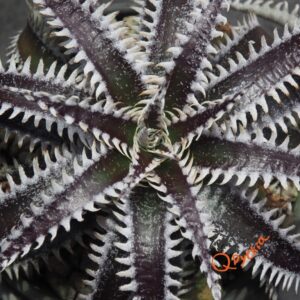 Dyckia Hybrid Tarzan x Bangkok Star