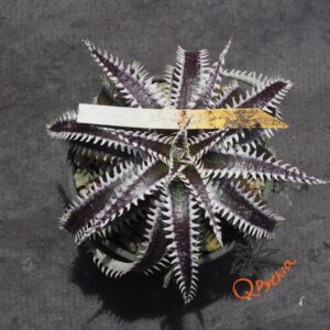 Dyckia Hybrid Tarzan x Bangkok Star