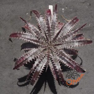 Dyckia delicata Golden Form x goehringii Red Clone