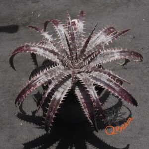 Dyckia delicata Golden Form x goehringii Red Clone