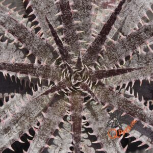 Dyckia delicata Golden Form x goehringii Red Clone