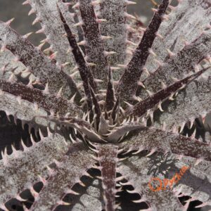 Dyckia delicata Golden Form x goehringii Red Clone