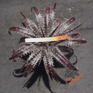 Dyckia delicata Golden Form x goehringii Red Clone