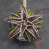 Dyckia Marathon x Wasabi