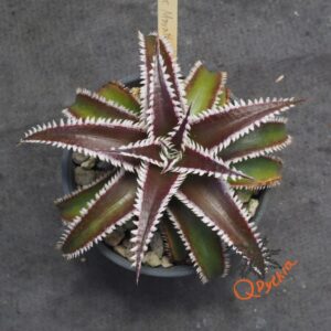 Dyckia Marathon x Wasabi