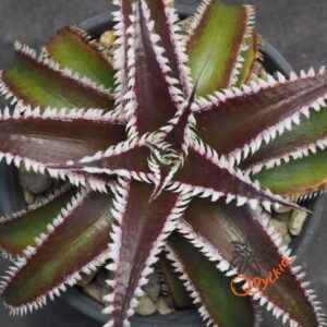 Dyckia Marathon x Wasabi