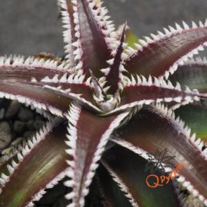 Dyckia Marathon x Wasabi