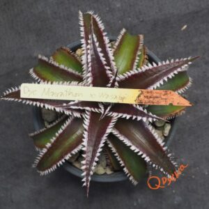 Dyckia Marathon x Wasabi